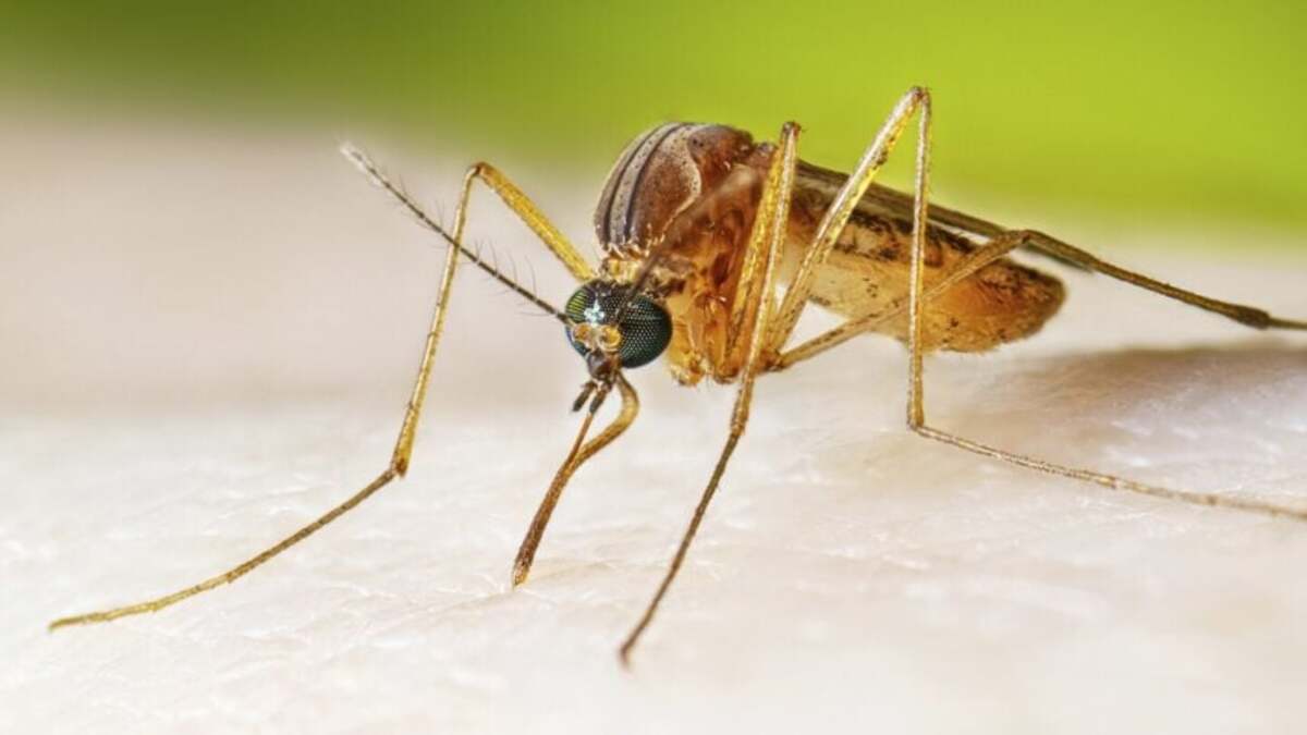 CDC Urges People to Prevent Mosquito Bites as West Nile Virus Season Hits a Strong, Early Start 1 West Nile virus carrier