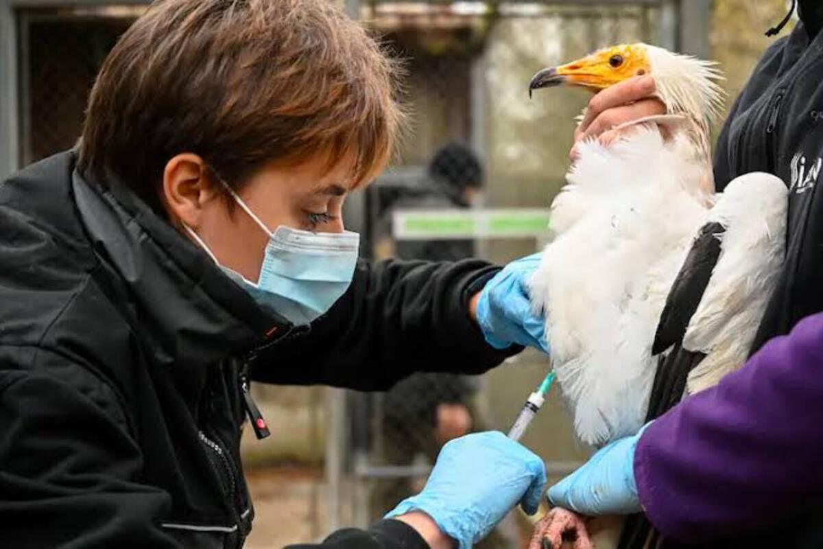 Bird Flu cases