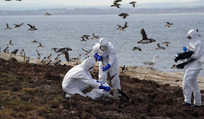 H5N1 virus outbreak