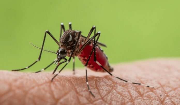 Jamestown Canyon virus Jamestown Canyon virus