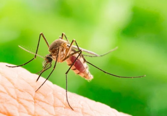 First Human EEE Case Confirmed in Michigan Since 2021 1 Mosquito transmitting the EEE Virus in Michigan