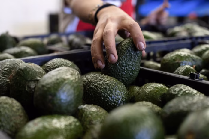 US suspends avocado inspections in Mexican state US suspends avocado inspections in Mexican state