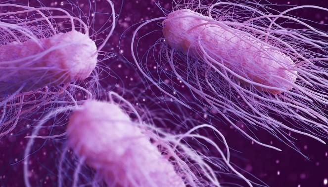 Multistate Salmonella Infections Climb to 431, US CDC Says 1 microscopic view of salmonella