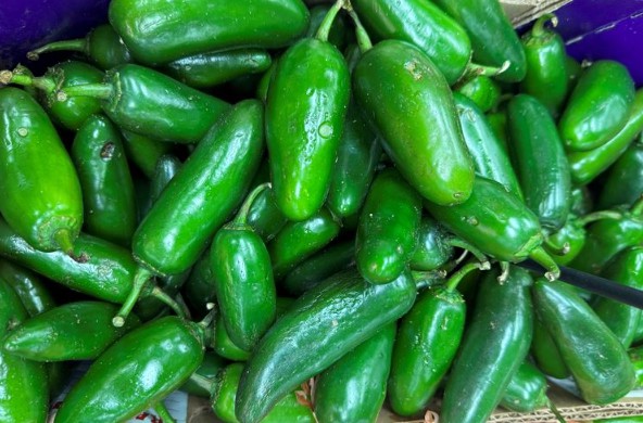salmonella outbreak linked to jalapeno peppers.